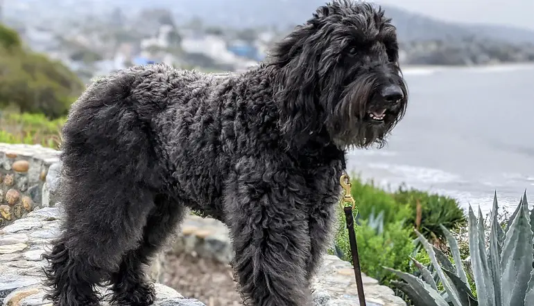 Bouvier de Flandres koerad
