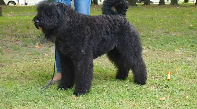 Bouvier des Flandres tõug