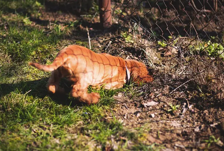 how to stop dog from digging under fence review