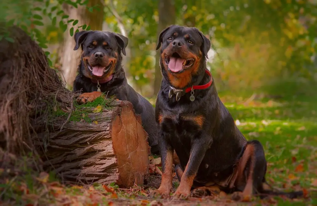 on rottweiler hea valvekoer