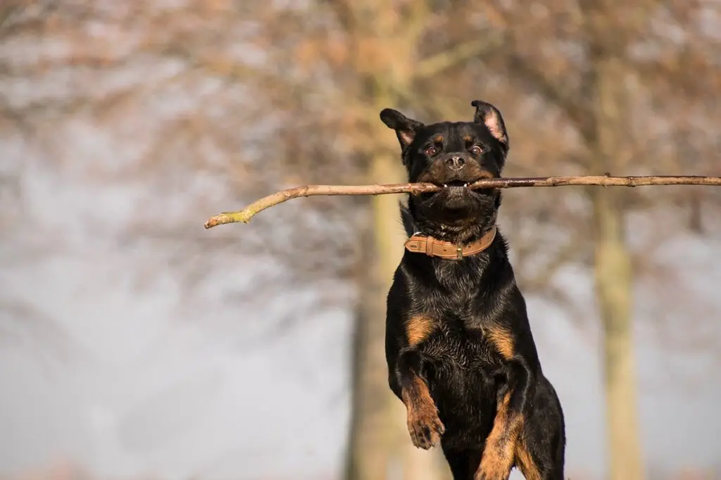 rottweilerit on lihtne treenida
