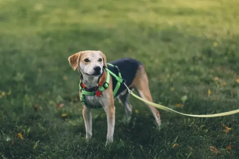 kuidas hoida koera hoovis ilma aiata