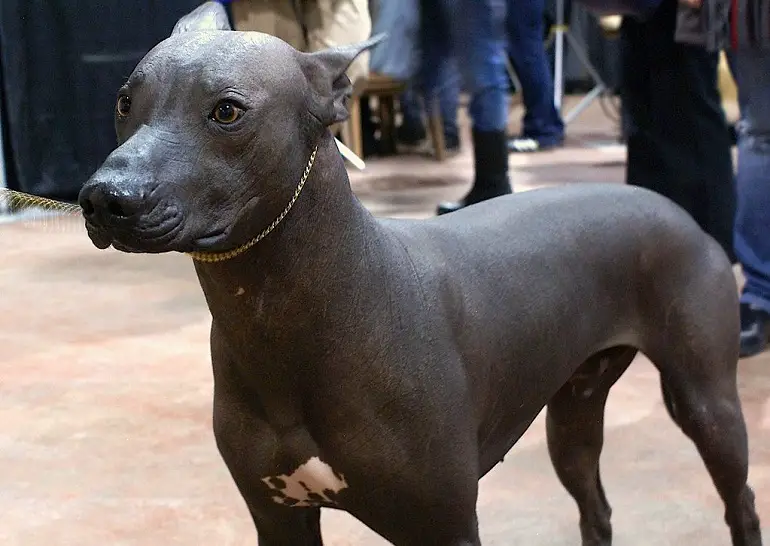 xoloitzcuintli review