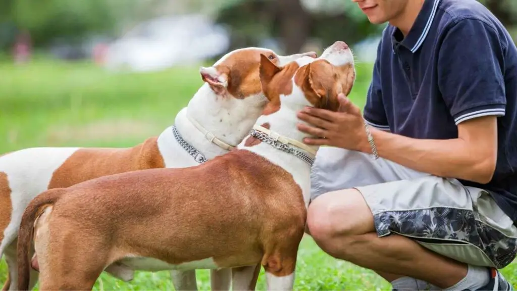 Pitbullide lojaalsus oma peredele