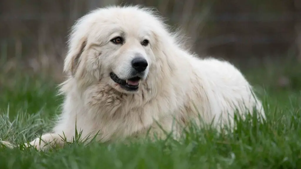 7 Dog Breeds Similar to Great Pyrenees