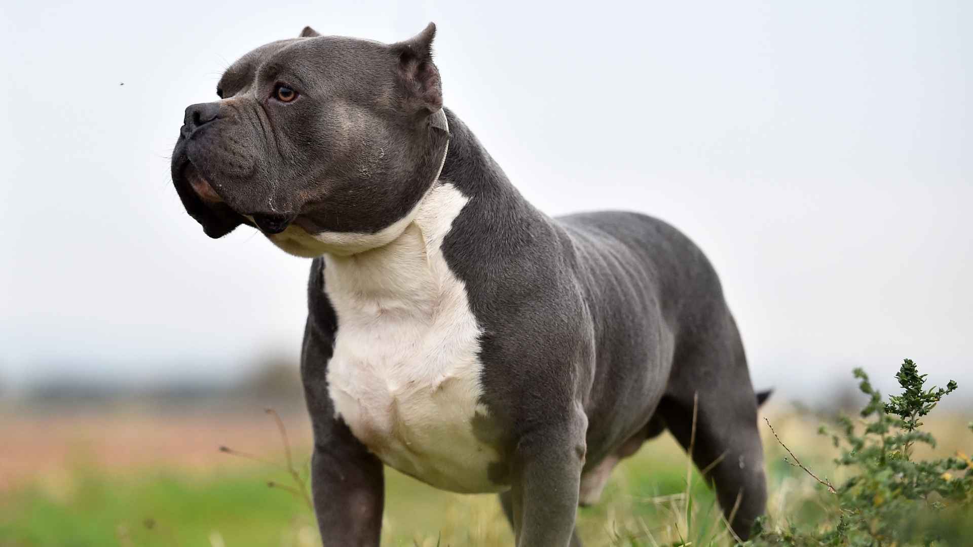 7 Forbidden Dog Breeds Across the Globe You Cant Own