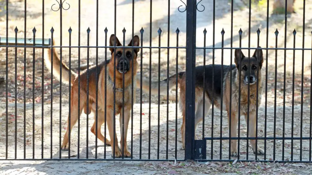 7 Guard Dogs Against Intruders