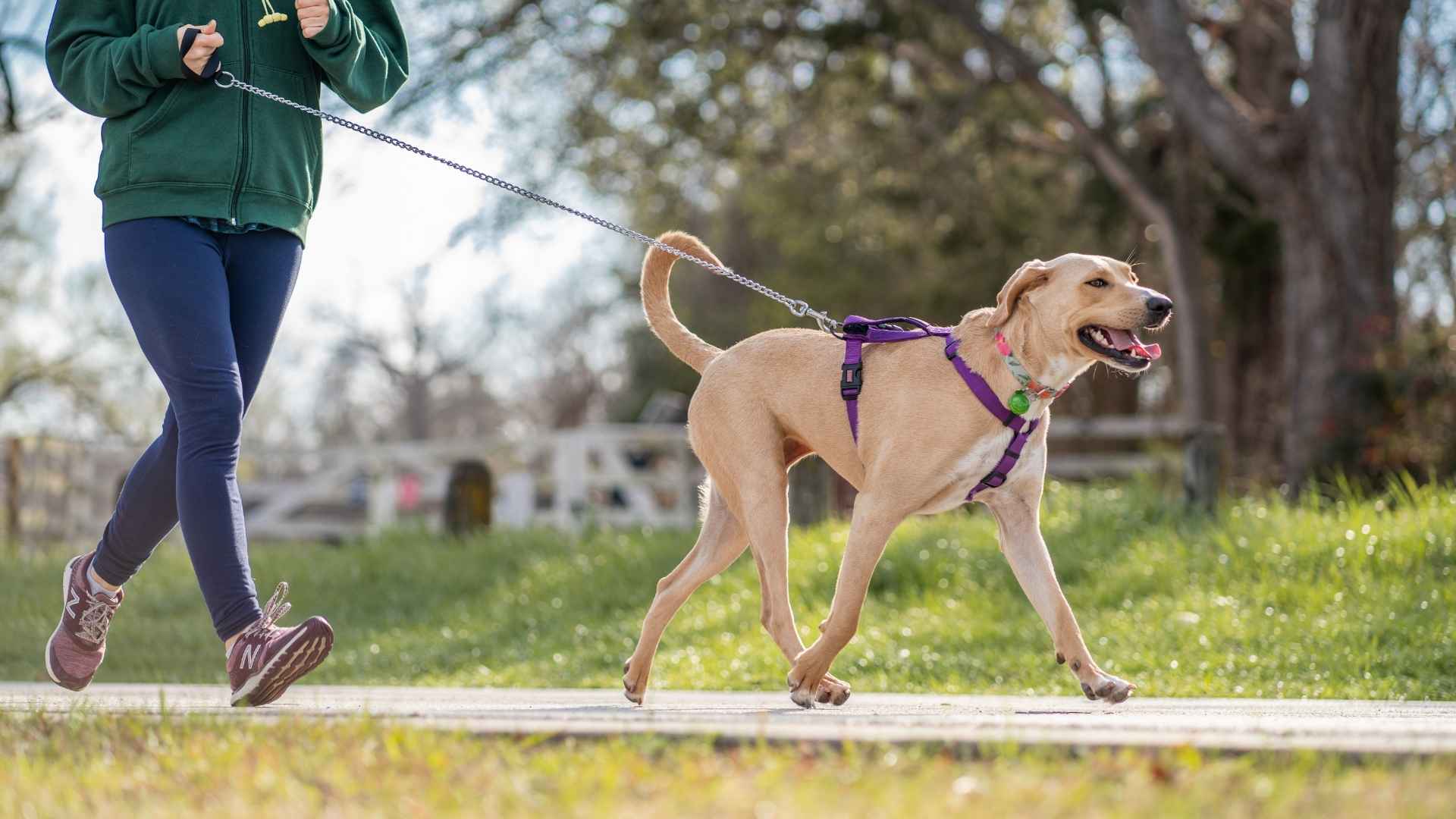 9 Dog Breeds for Runners