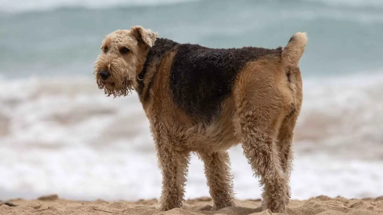 Airedale terjer