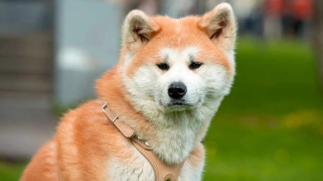 Akita Inu