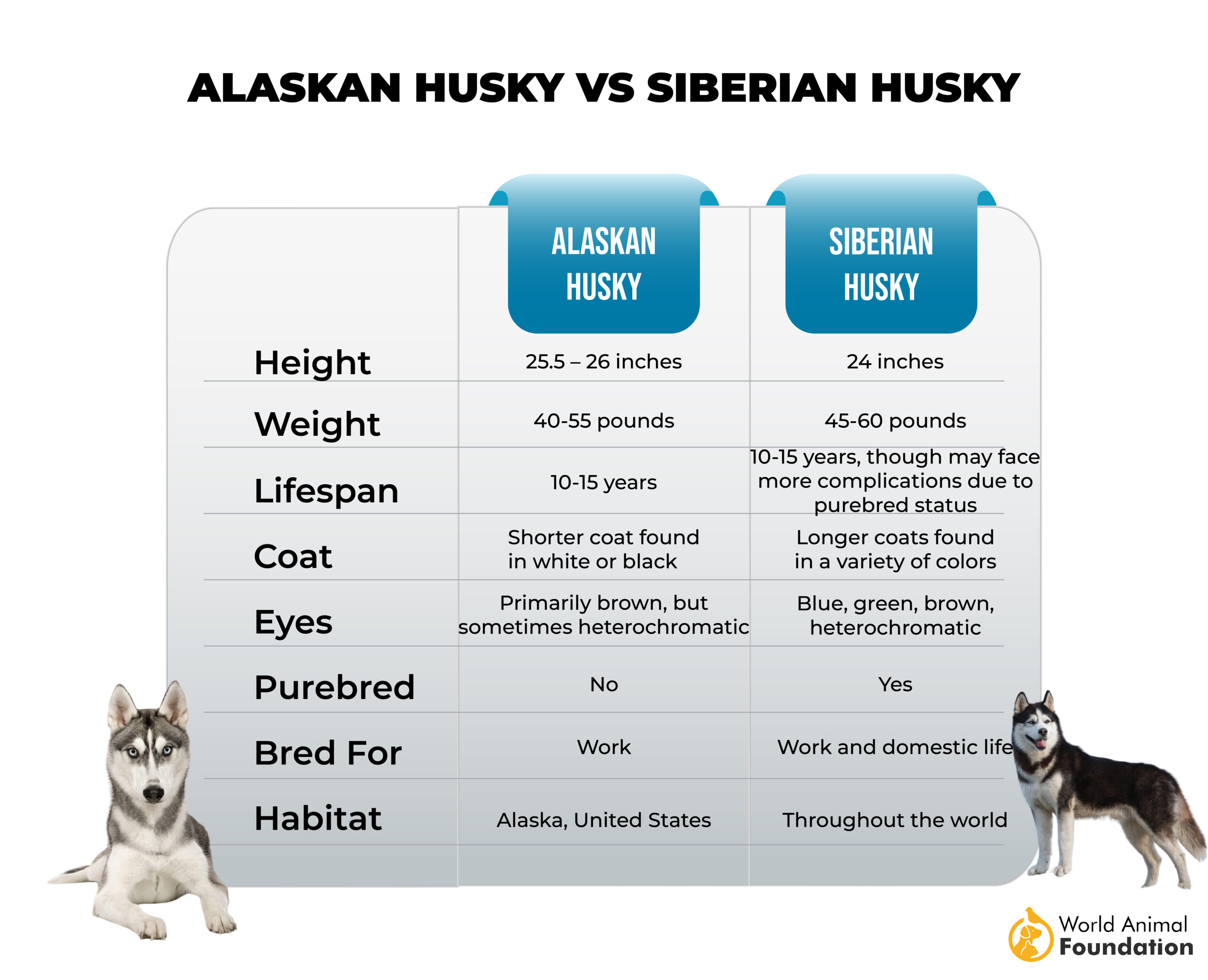 Alaska husky vs Siberi husky-01