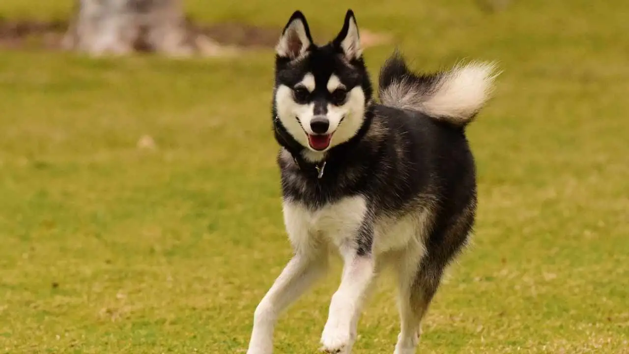 Alaska Klee Kai