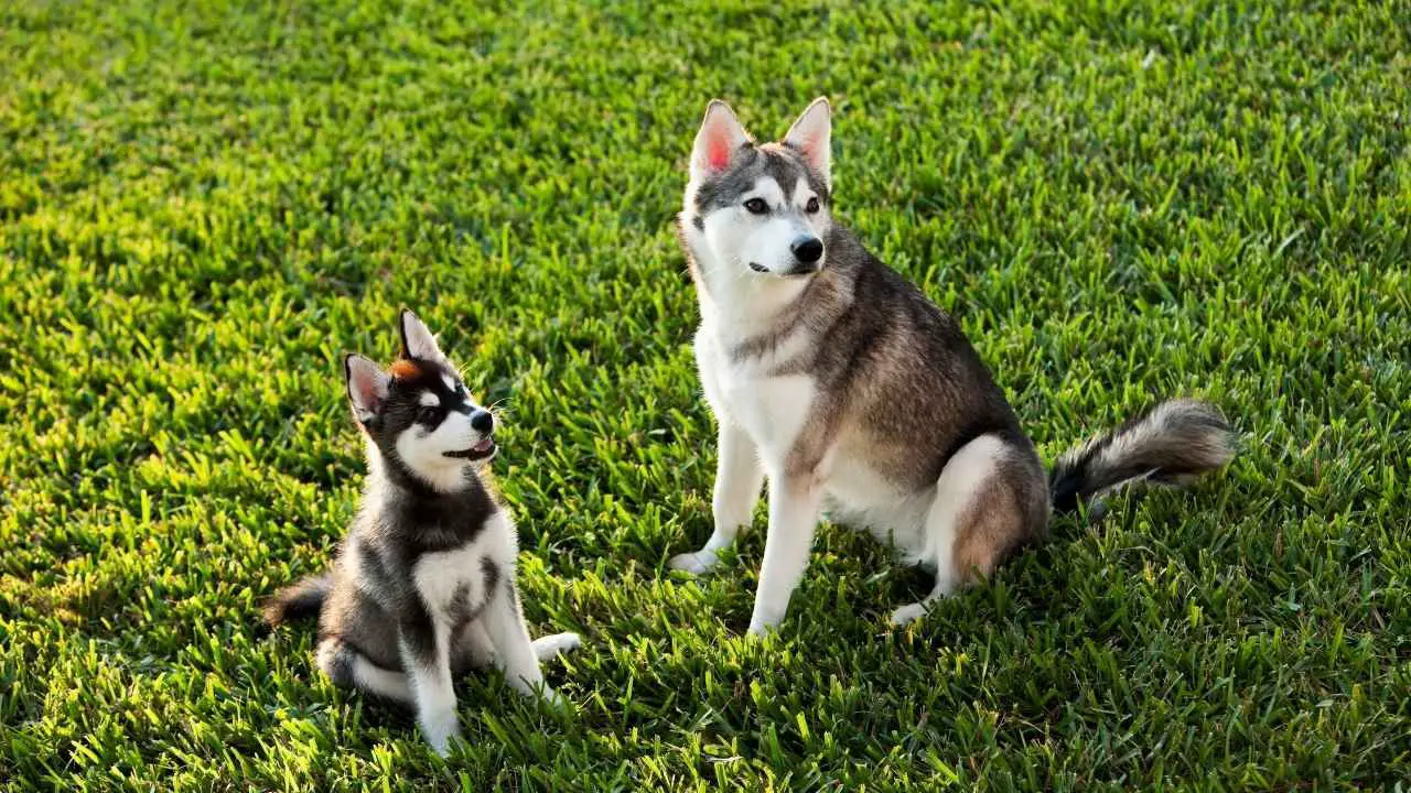 Alaska Klee Kai