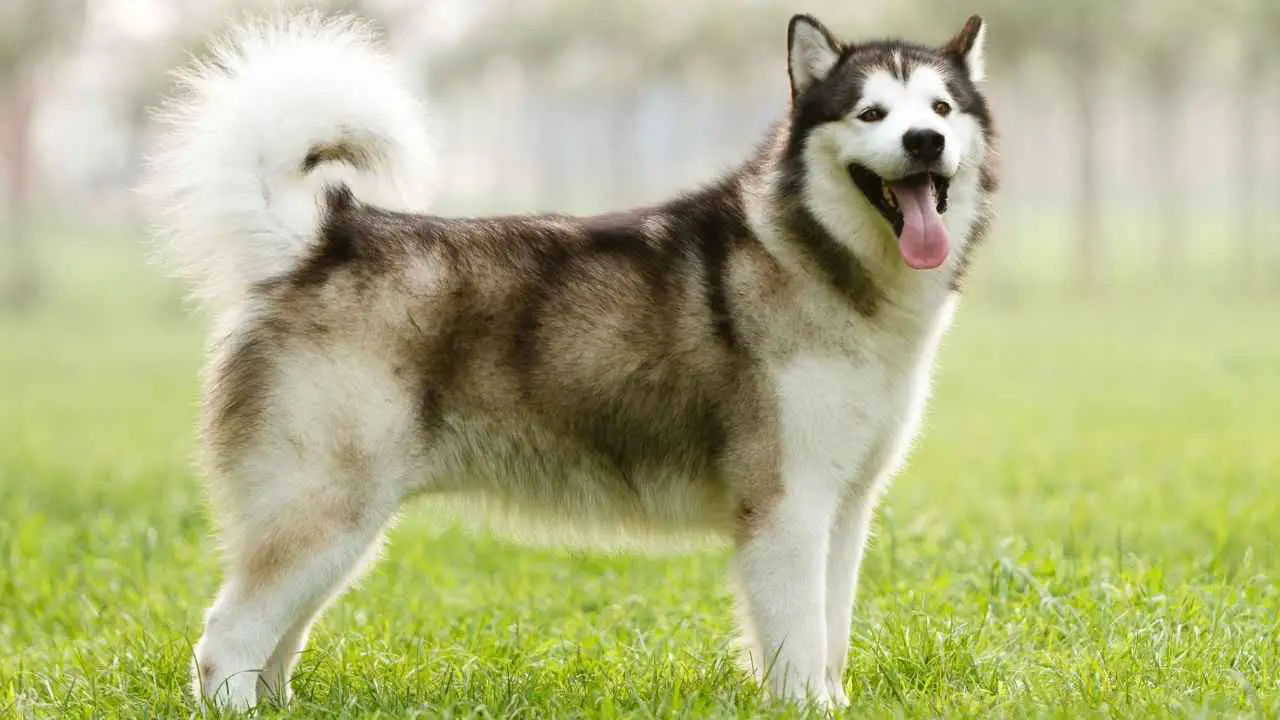 Alaska malamuut