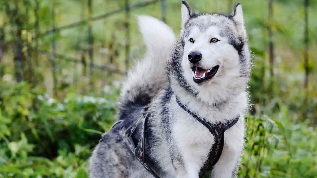 Alaska malamuut