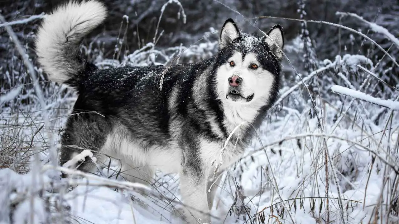 Alaska malamuut