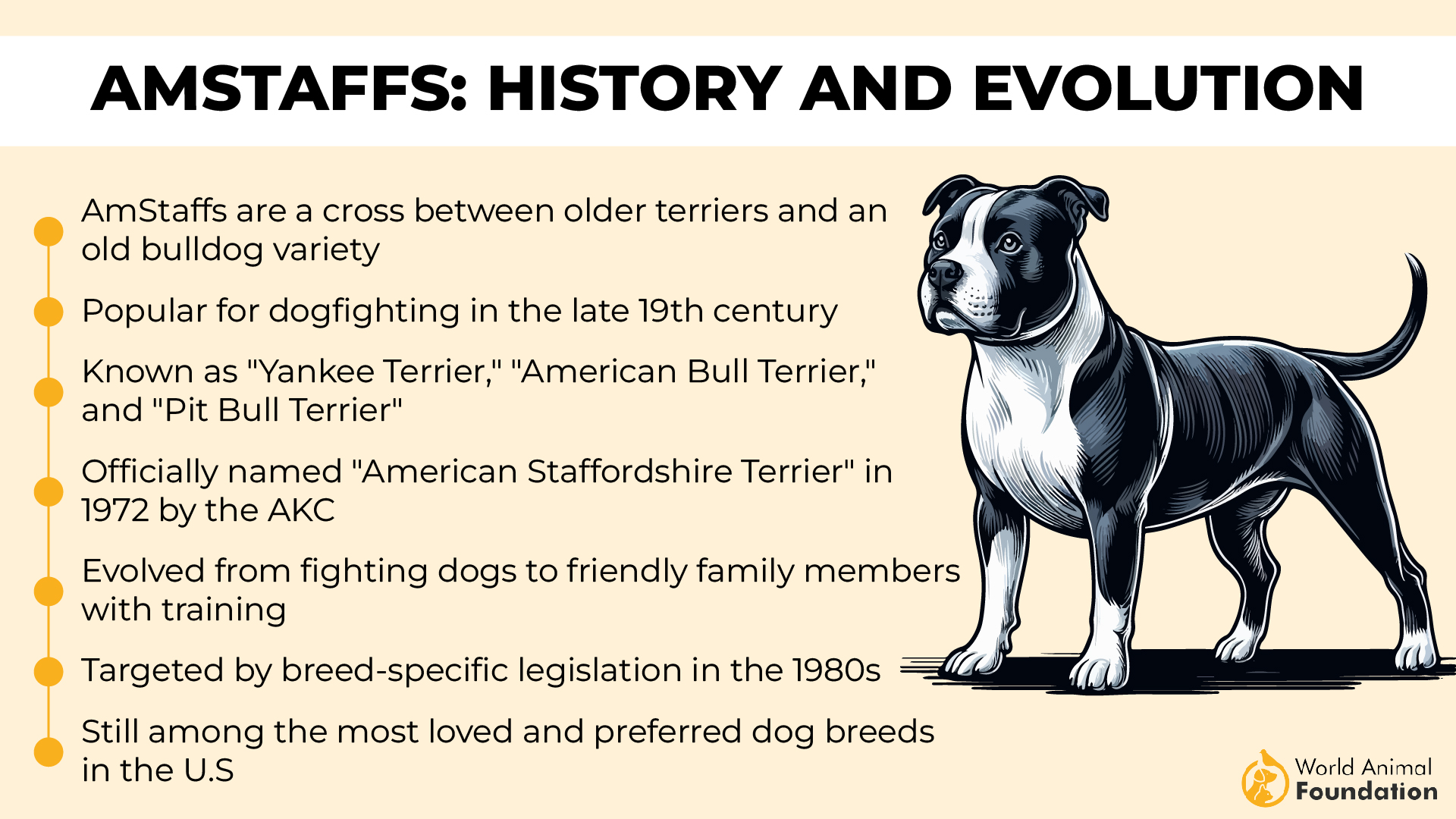 AmStaffs History and Evolution-01