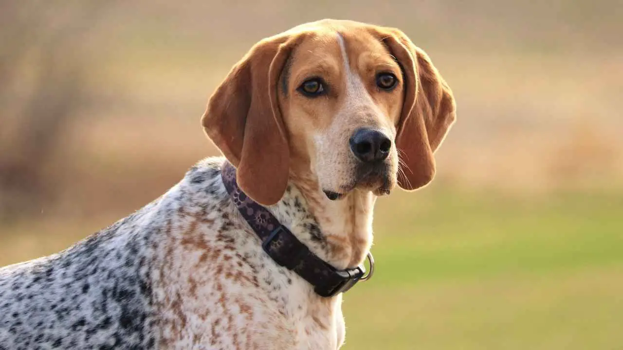 Ameerika inglise coonhound