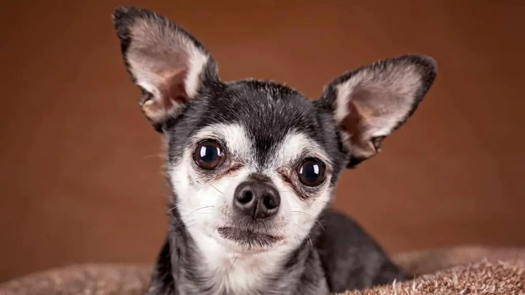   Õunapea Chihuahua