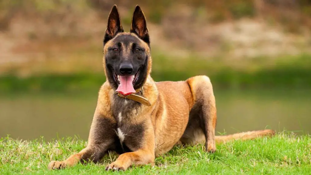 Are Belgian Malinois Good Guard Dog Breeds