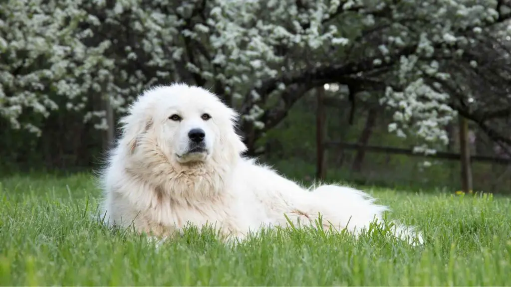 Are Great Pyrenees Good Guard Dogs