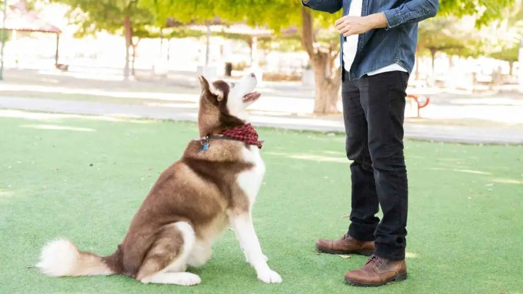 Siberi huskyd perekoertena 