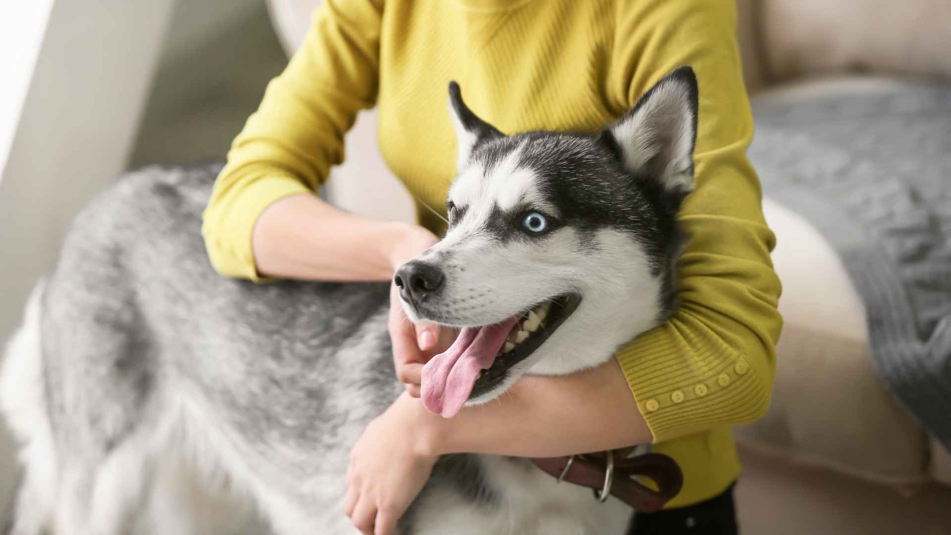 Are Husky Dog Breeds Good Family Pets