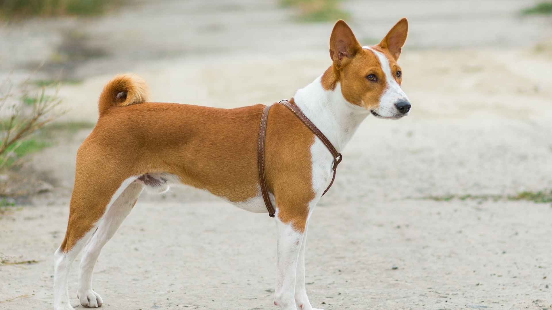 Basenji