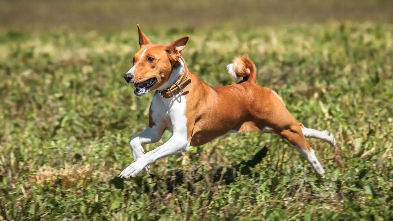 Basenji