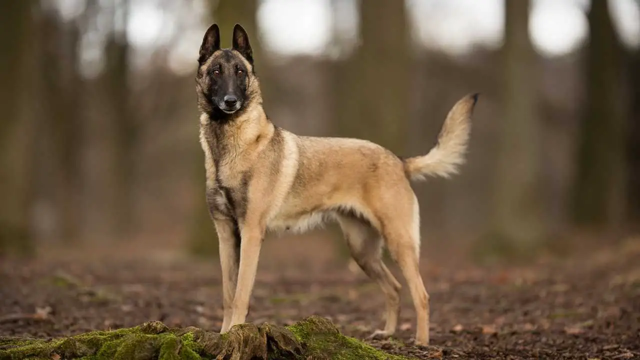 Belgia malinois