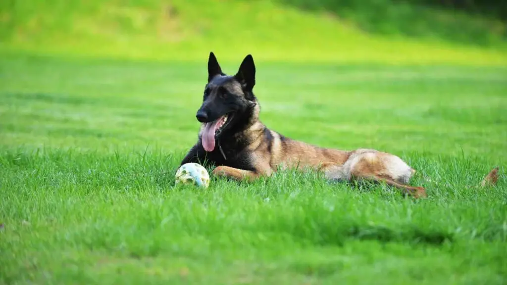   Belgia malinois