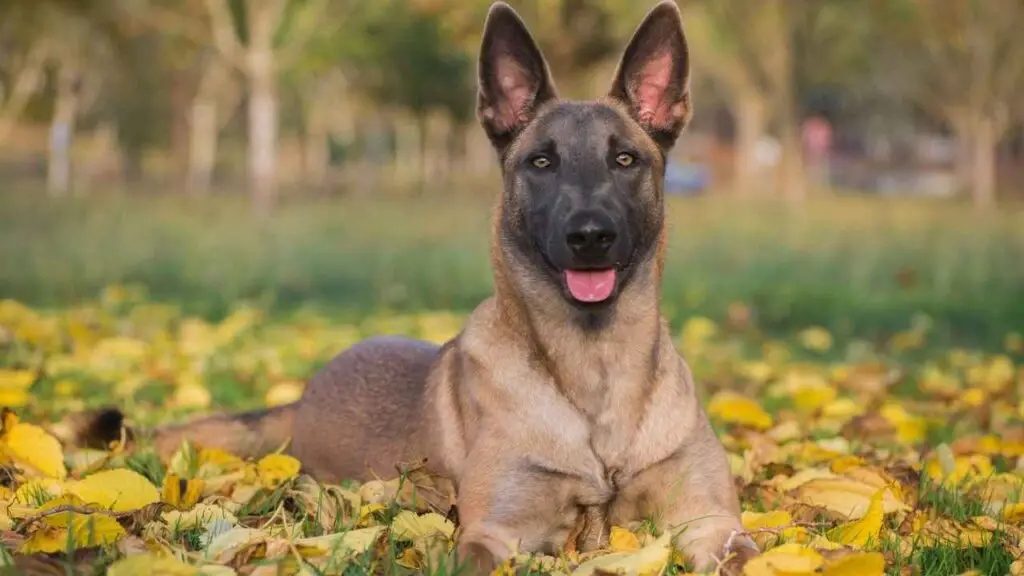 Belgia malinois