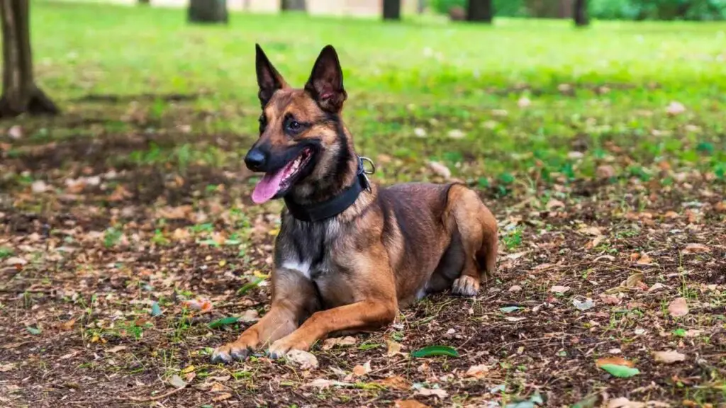 Belgia malinois