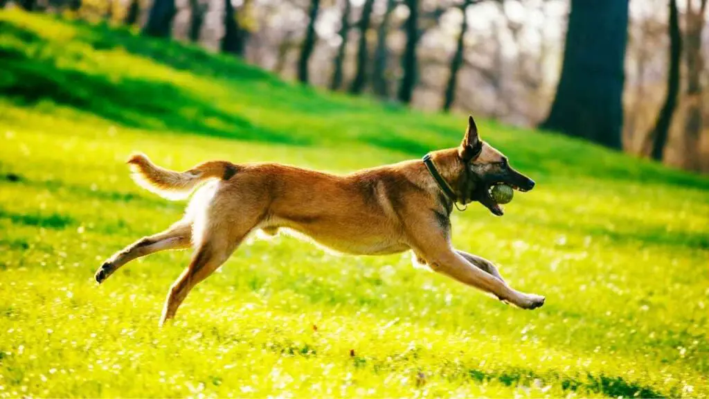 Belgia Malinoisi faktid