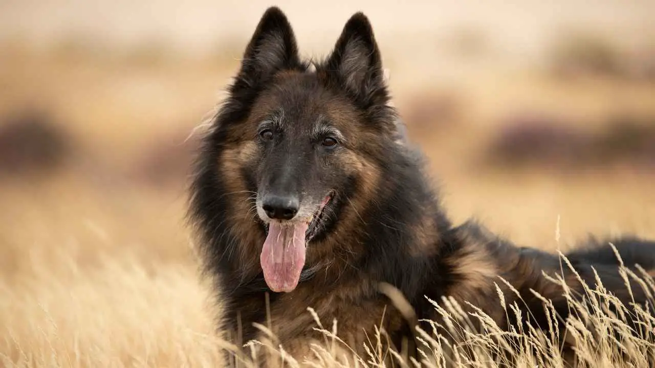 Belgia Tervuren