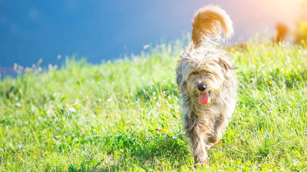 Bergamasco lambakoer