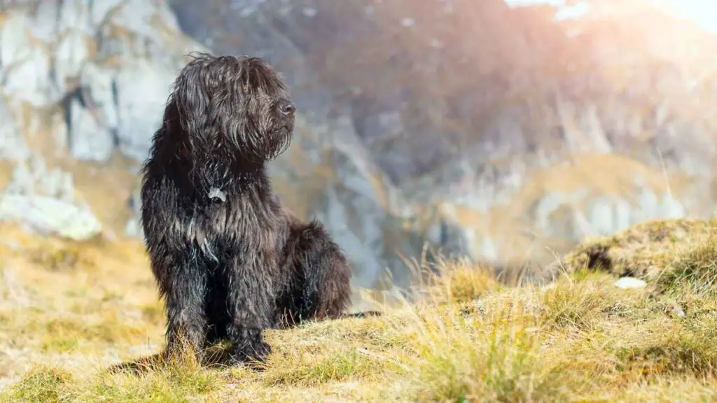 Bergamasco 