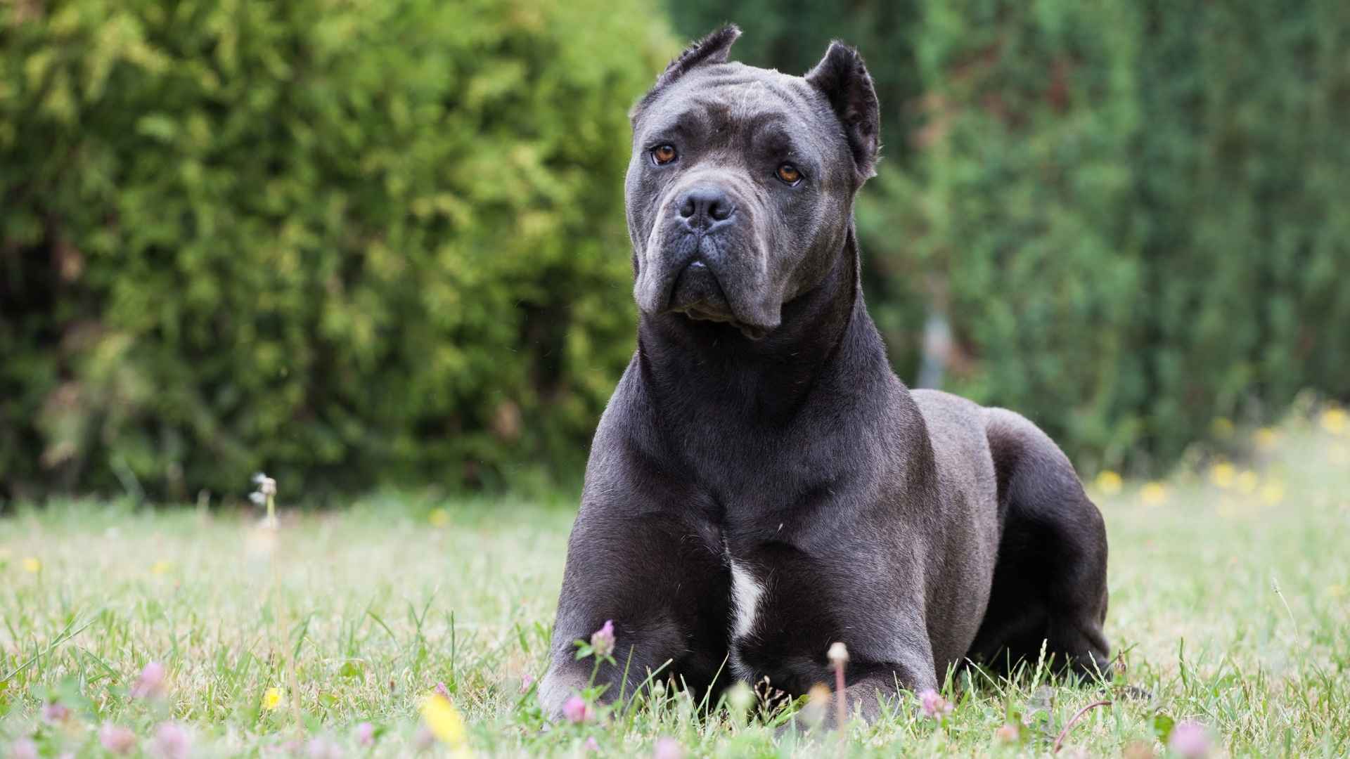 Best Watchdog Breeds