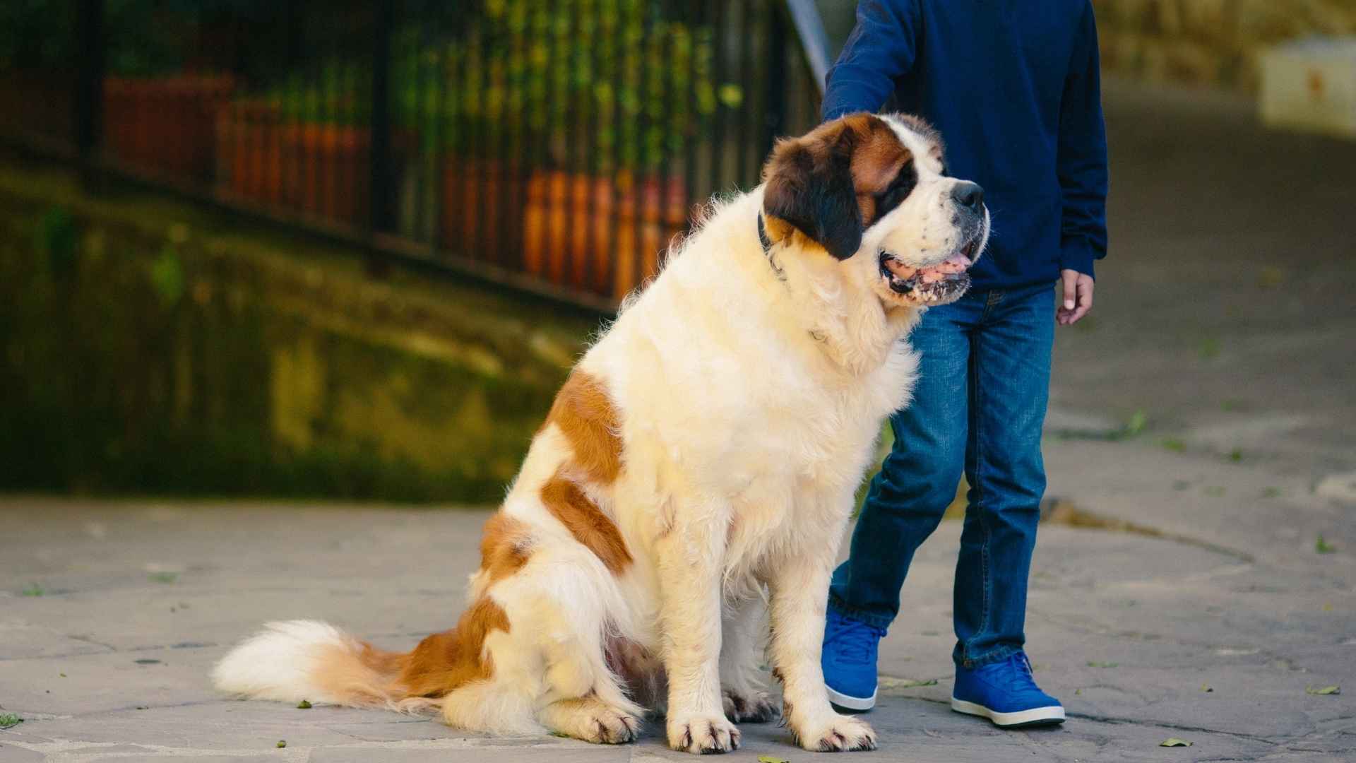 Big Friendly Dog Breeds That Dont Shed