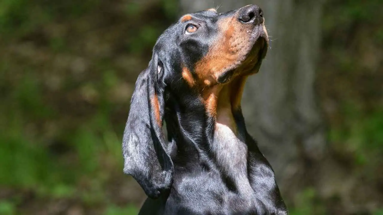 Must ja kollakaspruun Coonhound