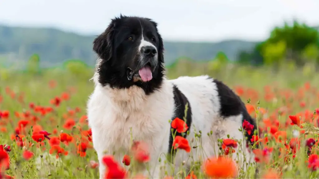 Black and White Dog Breeds