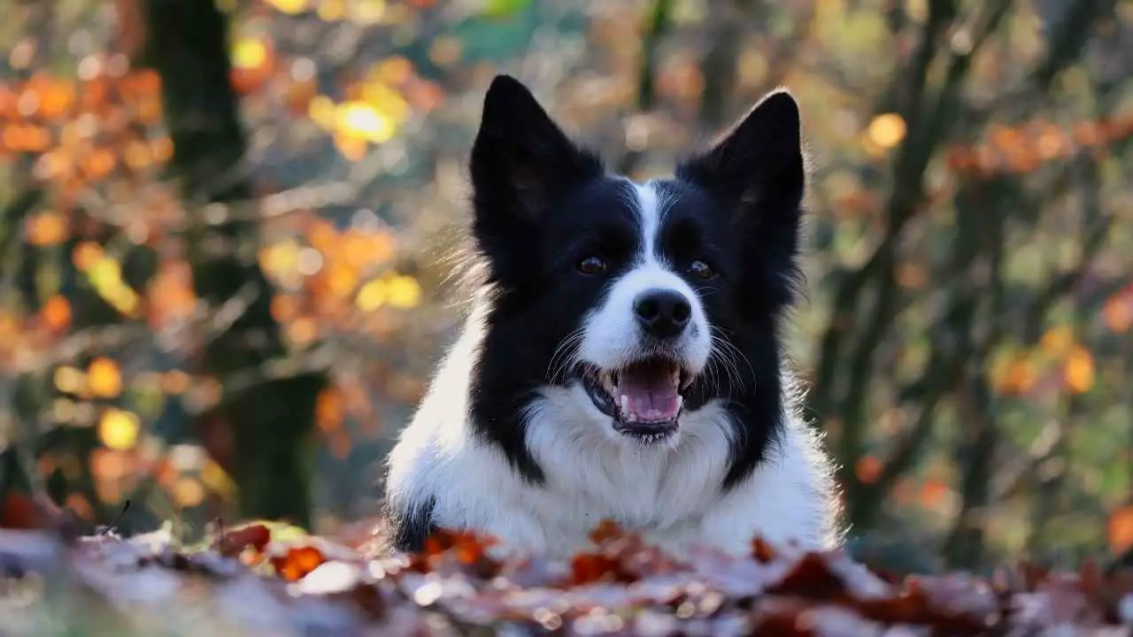 Bordercollie