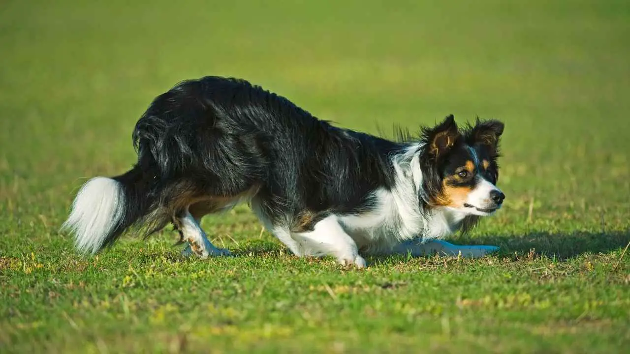 Bordercollie