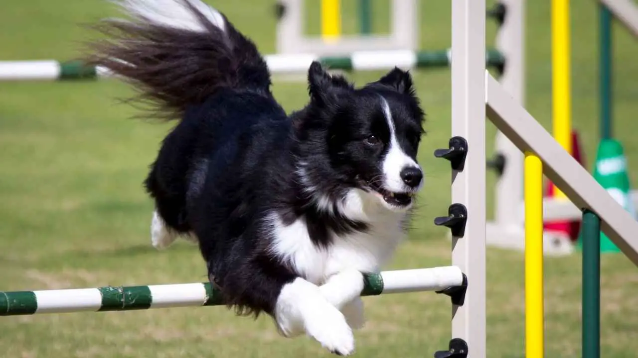 Bordercollie