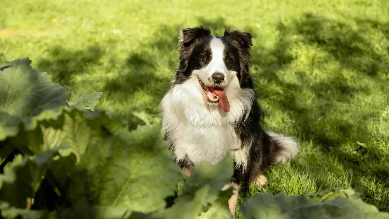 Bordercollie