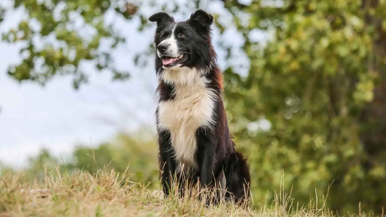 Bordercollie