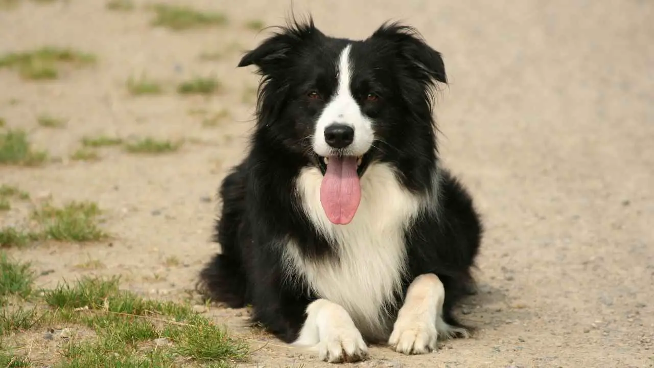 Bordercollie