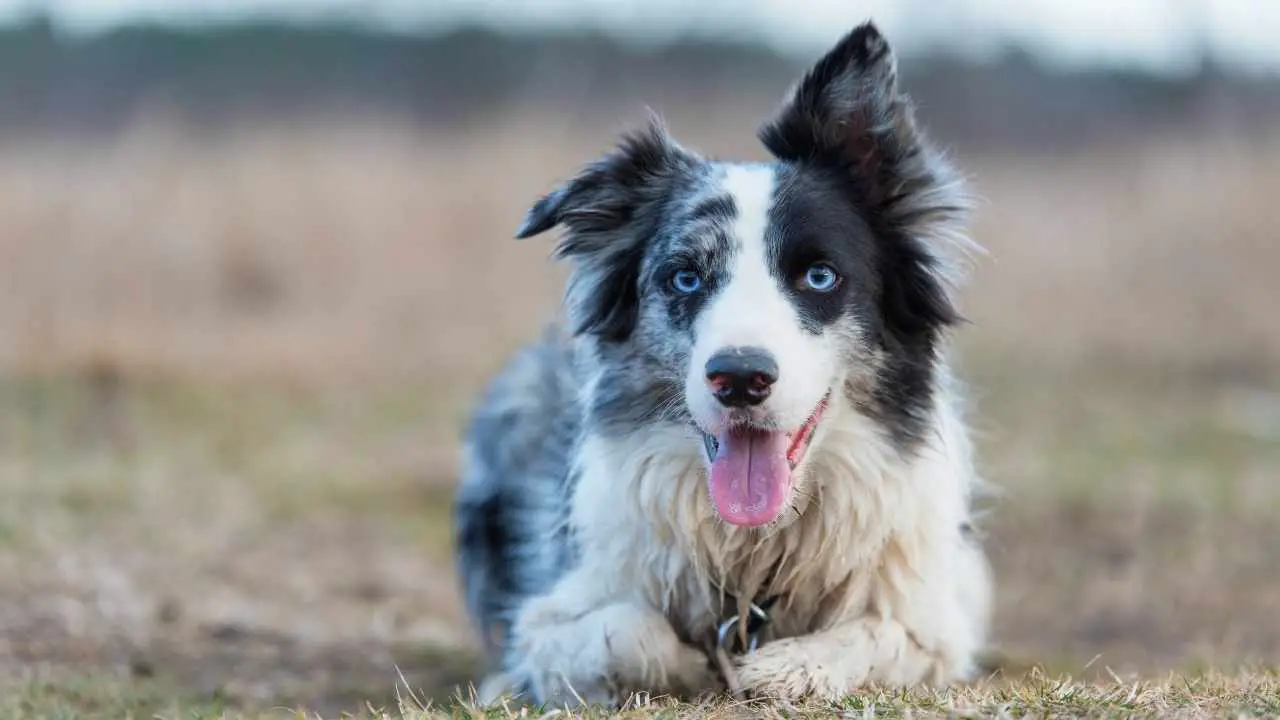 Bordercollie