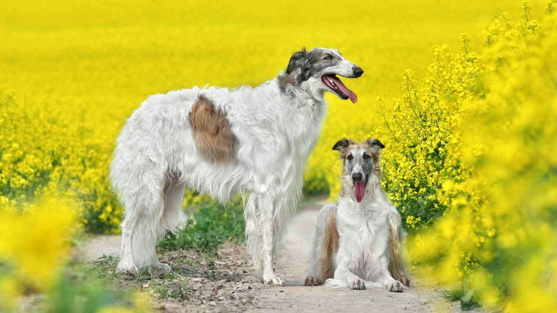 Borzoi