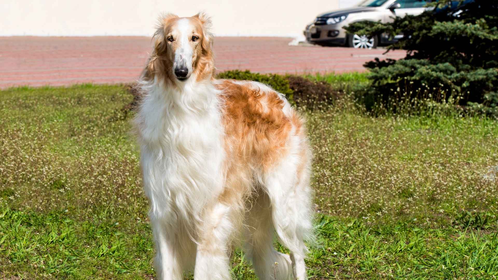 Borzoi